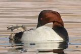 Canvasback