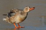 Northern Shoveler