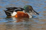 Northern Shoveler