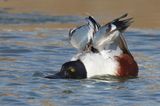 Northern Shoveler