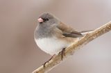 Dark-eyed Junco