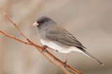 Dark-eyed Junco