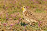 Western Meadowlark
