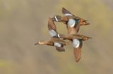 Blue-winged Teal 