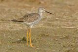 Greater Yellowlegs