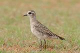 American Golden-Plover