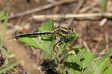 Plains Clubtail