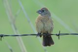 Blue Grosbeak