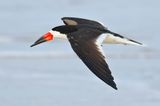 Black Skimmer