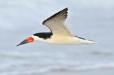 Black Skimmer