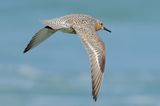 Red Knot