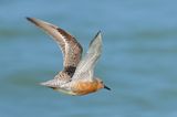 Red Knot