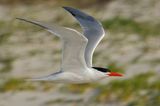 Royal Tern