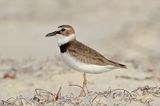 Wilsons Plover