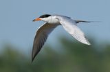 Forsters Tern