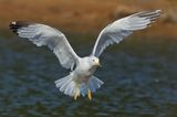Ring-billed Gull