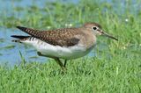 Solitary Sandpiper