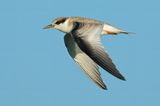 Least Tern