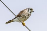 American Kestrel