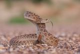 Prairie Rattlesnake
