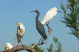 Great Egret, Cattle Egret, Little Blue Heron & Snowy Egret
