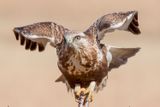 Rough-legged Hawk