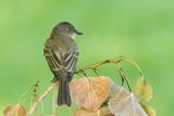 Eastern Phoebe