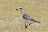 American Golden-Plover