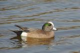 American Wigeon