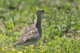 Upland Sandpiper
