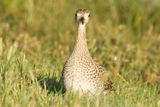 Upland Sandpiper