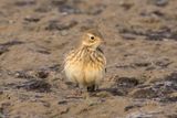 American Pipit