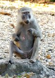Olive Baboon_P1010722.jpg