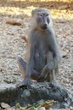 Olive Baboon_P1010733Rev.jpg