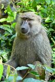 Olive Baboon_P1010689Rev.jpg