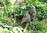 Olive Baboon_P1010691.jpg