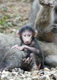 Olive Baboon_P1010773.jpg