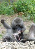 Olive Baboon_P1010778.jpg