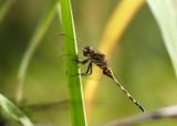 Banded Skimmer_.jpg