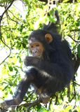 Chimpanzee_P1020156.jpg
