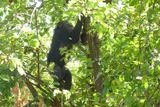 Chimpanzee_P1020189.jpg