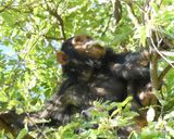 Chimpanzee_P1020164.jpg