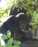 Chimpanzee_P1020202Rev.jpg