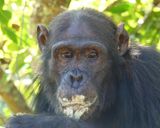 Chimpanzee_P1020215.jpg