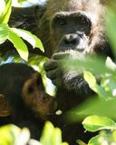 Chimpanzee_P1020246.jpg