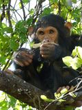 Chimpanzee_P1020280.jpg