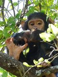 Chimpanzee_P1020282.jpg
