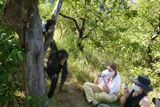 Chimpanzee_P1020295.jpg