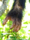 Chimpanzee_P1020274.jpg