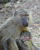 Olive Baboon_P1020465Rev.jpg
